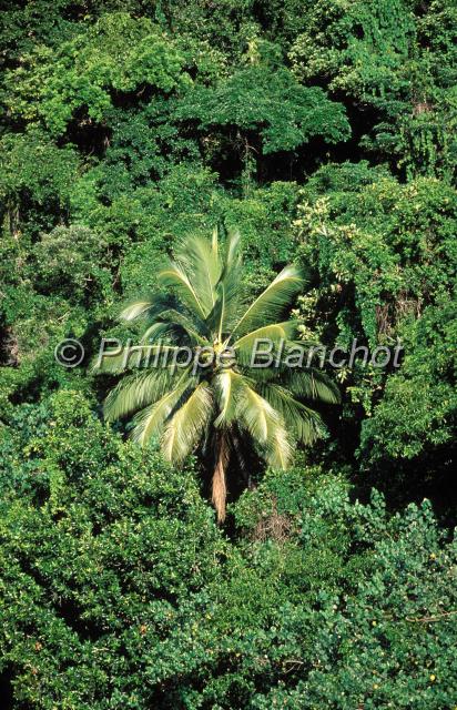australie queensland 12.JPG - MangrovePalétuviers et palmierCap TribulationQueenslandAustralie